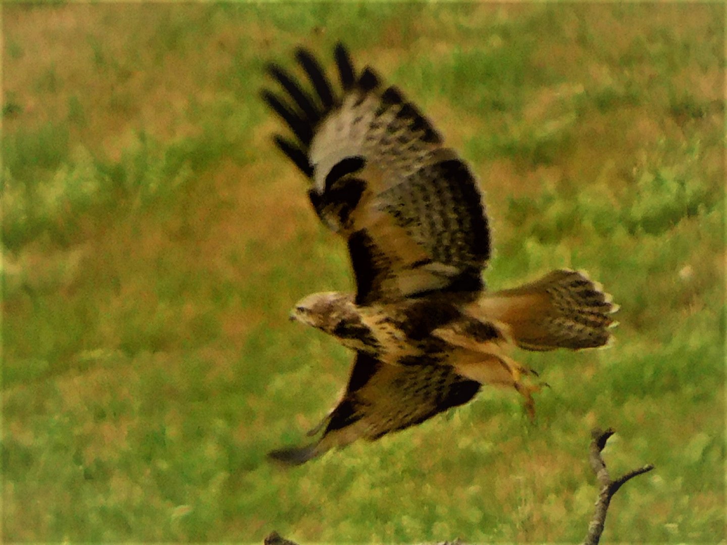 Bussard im Abflug