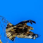 Bussard im Abflug