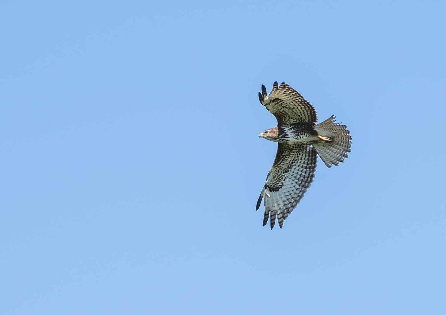 Bussard im Anflug