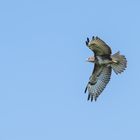 Bussard im Anflug