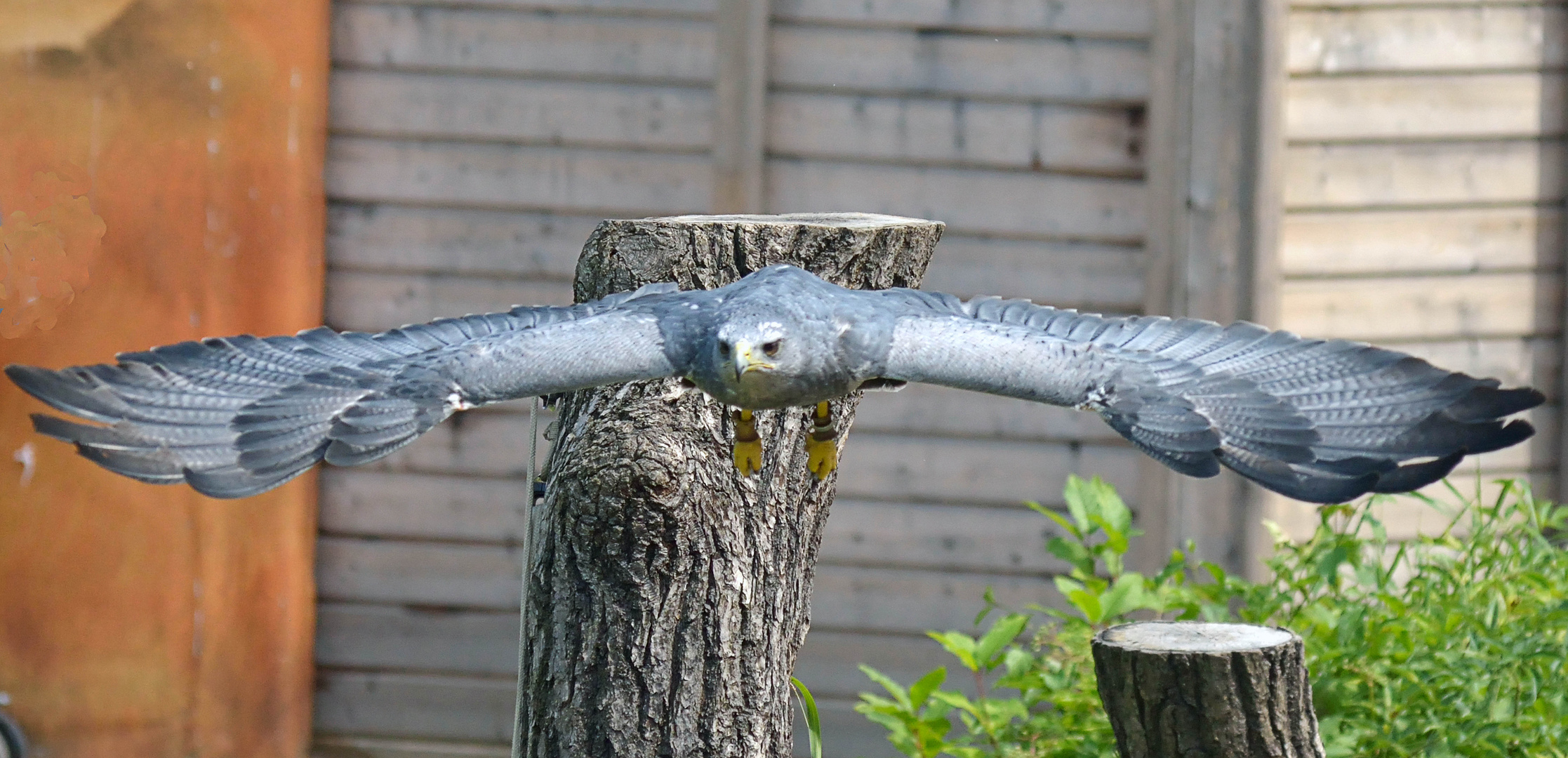 Bussard im Anflug