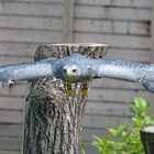 Bussard im Anflug