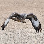 Bussard im Anflug