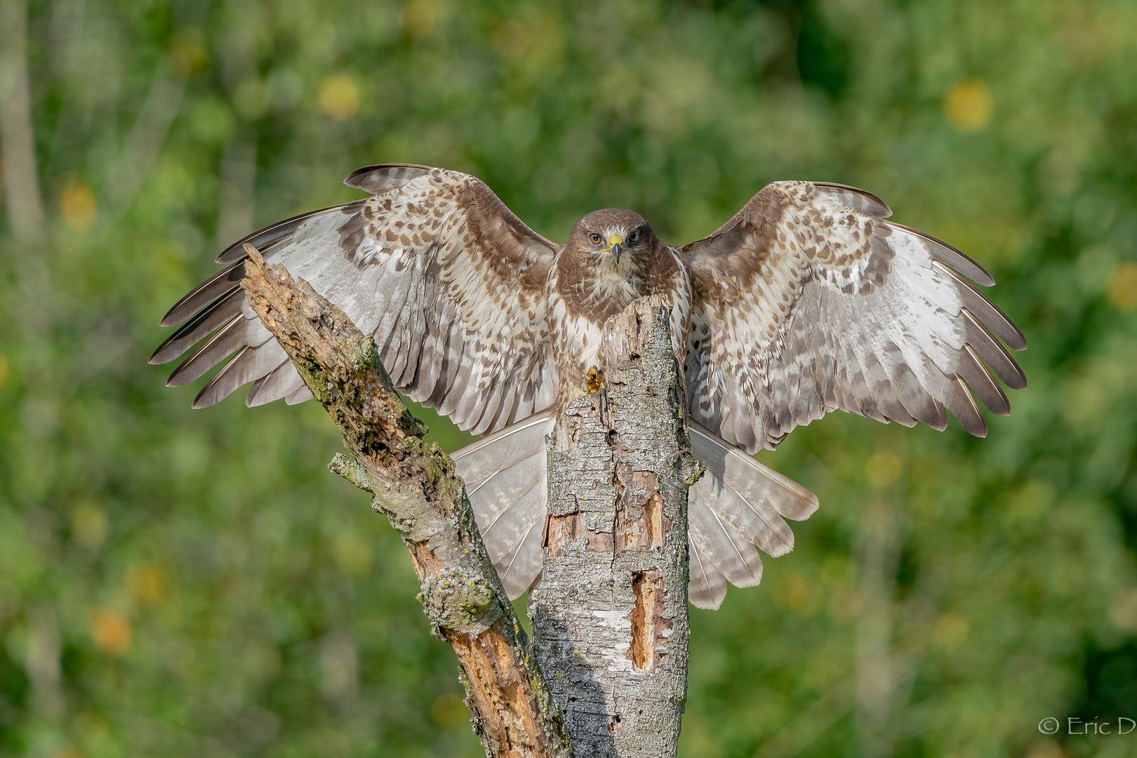 Bussard im Anflug