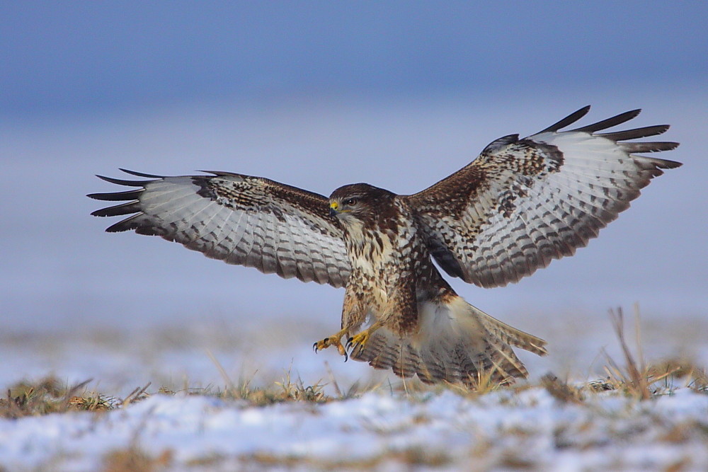 Bussard im Anflug