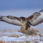 Bussard im Anflug