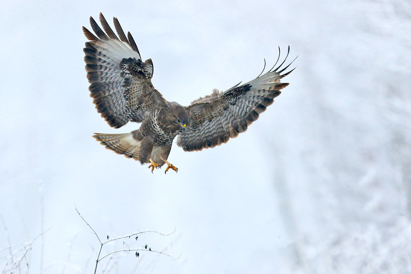 Bussard im Anflug