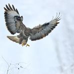 Bussard im Anflug