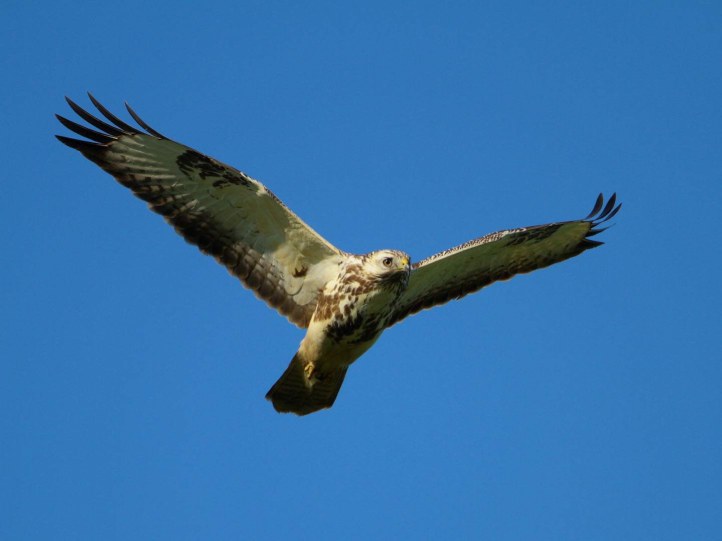 Bussard im Anflug