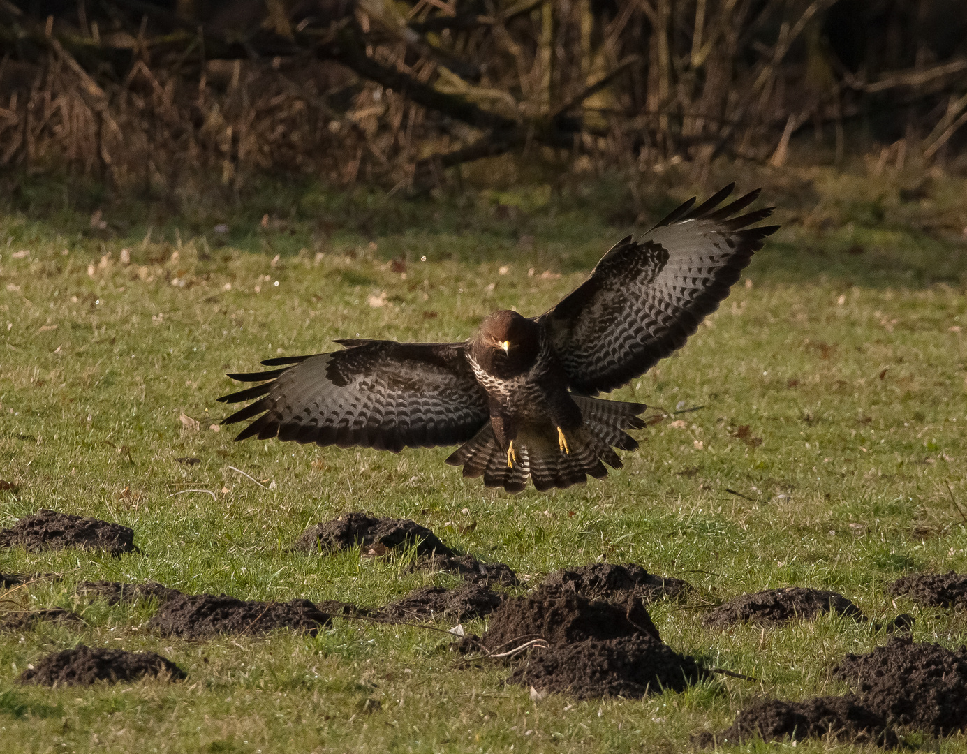 Bussard im Anflug