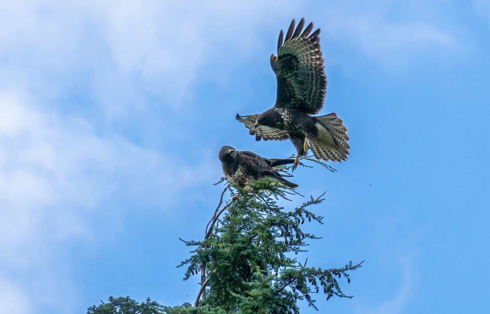 Bussard im Anflug 