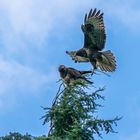 Bussard im Anflug 