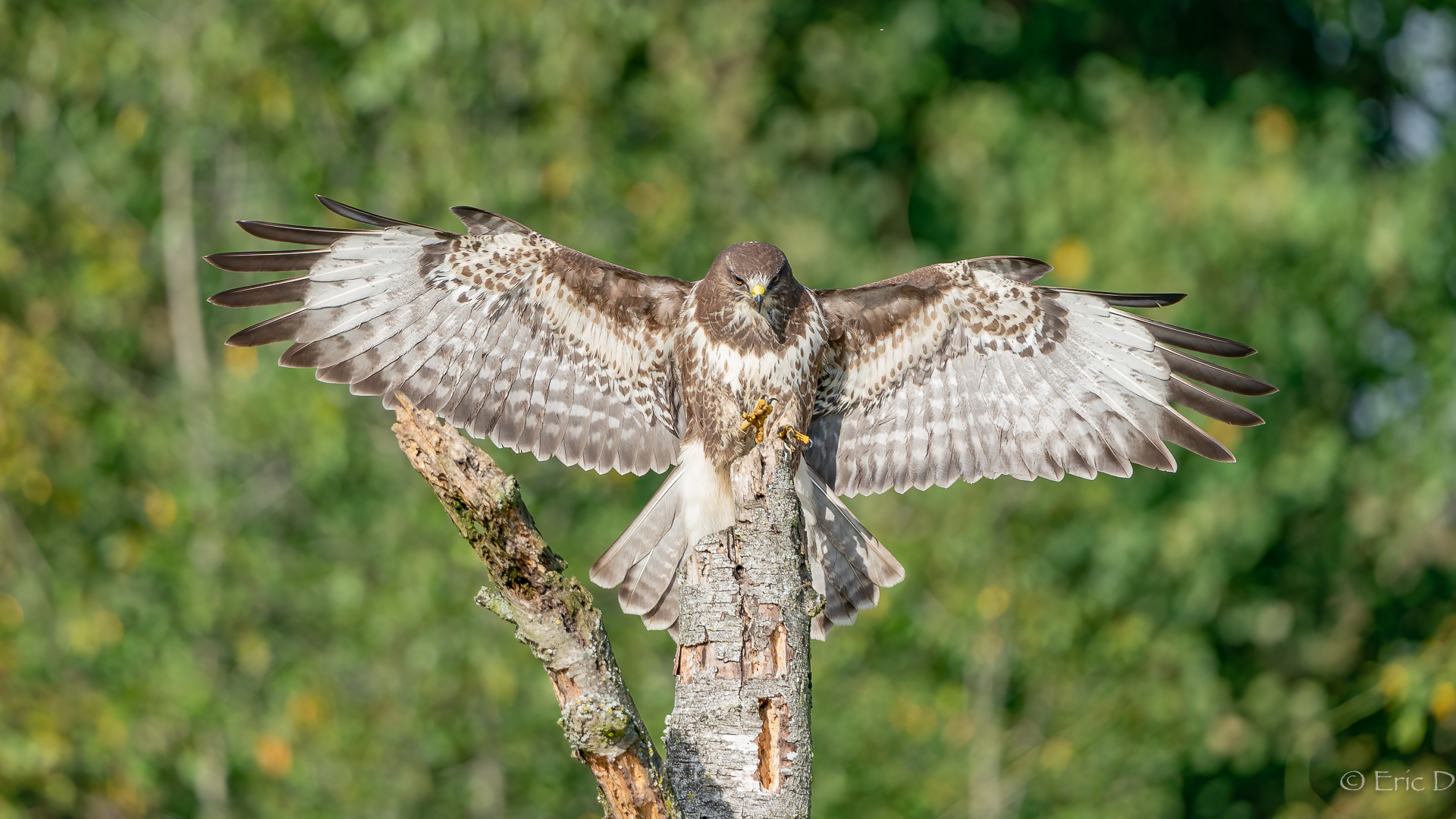 Bussard im Anflug