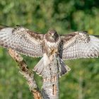 Bussard im Anflug