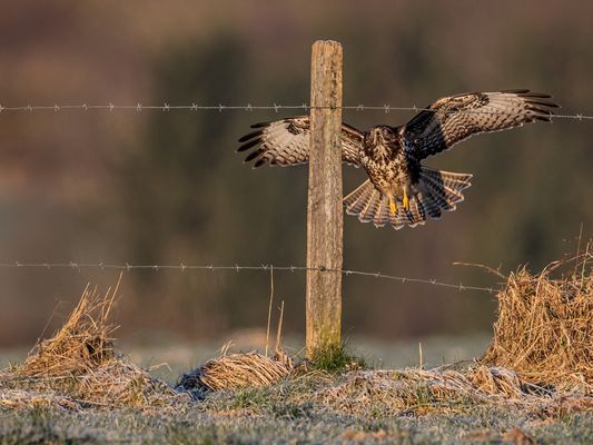 Bussard im Anflug