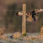 Bussard im Anflug