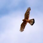 Bussard im Anflug