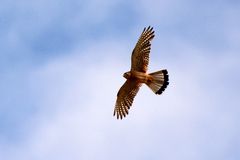 Bussard im Anflug