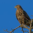 Bussard im Ast