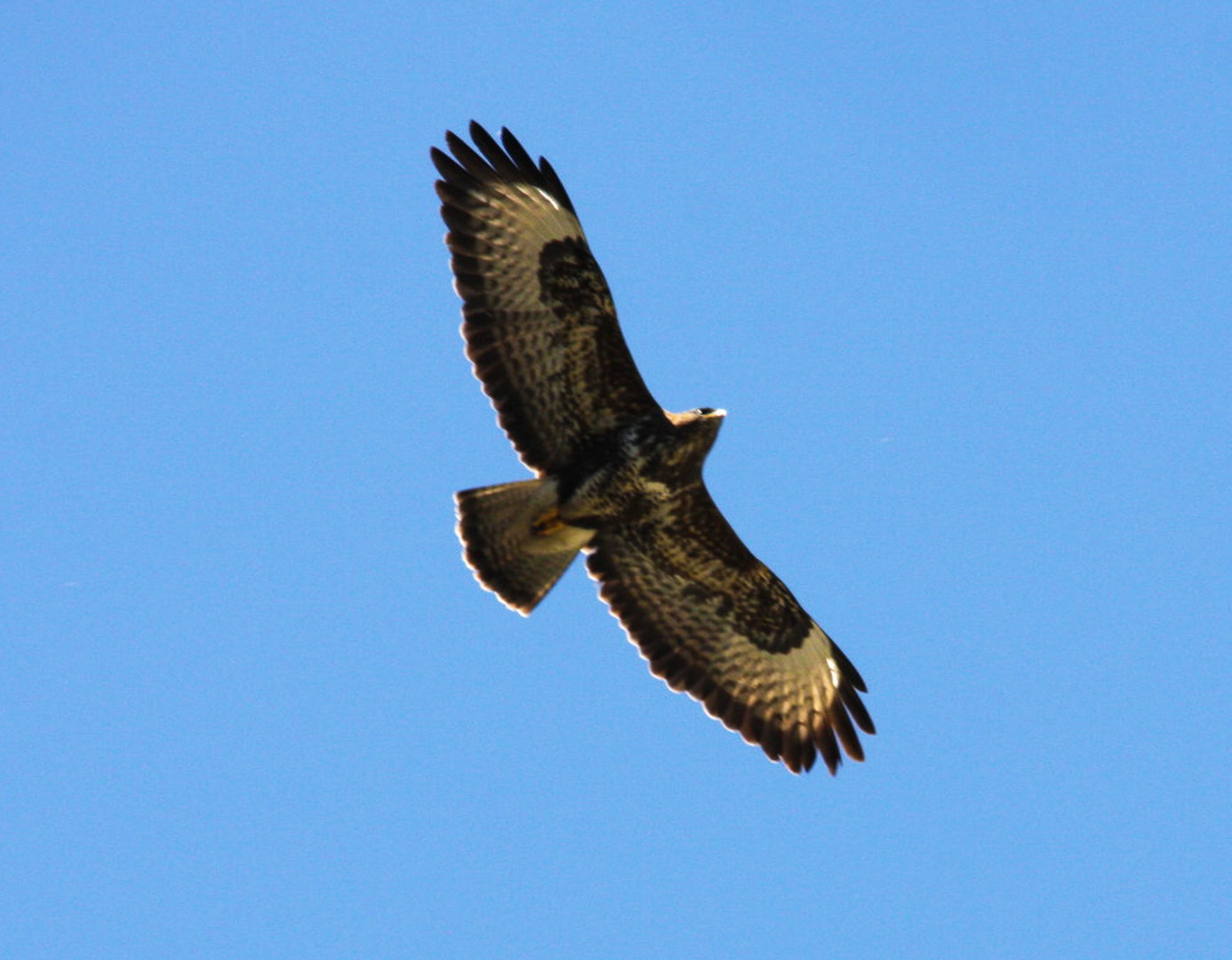 Bussard im Aufwind