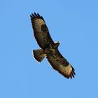 Bussard im Aufwind