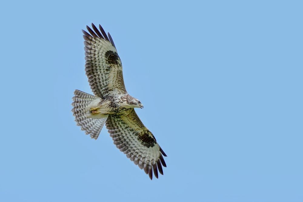 Bussard im Aufwind 