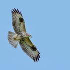 Bussard im Aufwind 