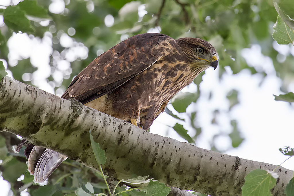 Bussard im Baum.