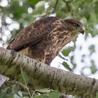 Bussard im Baum.