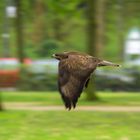 Bussard im Berliner Tiergarten