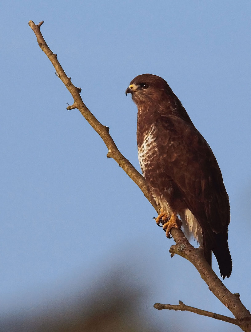 Bussard im Blick