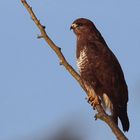 Bussard im Blick