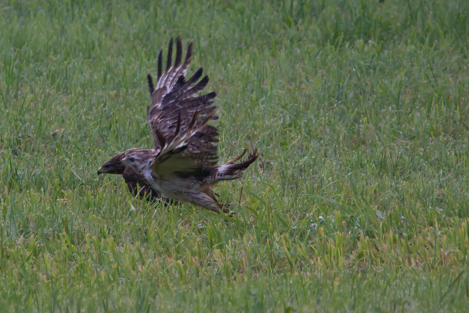 Bussard im Doppelpack