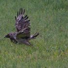 Bussard im Doppelpack