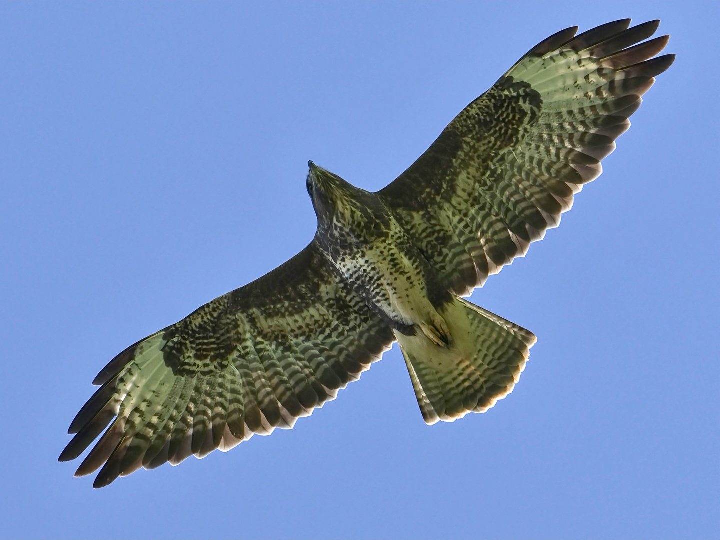 Bussard im Durchlicht