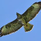 Bussard im Durchlicht