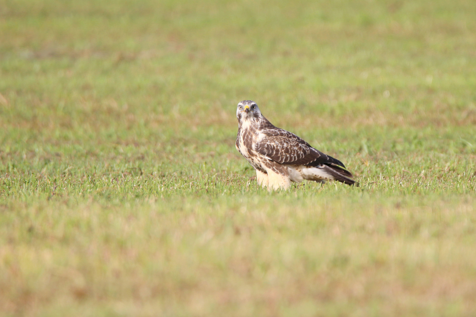 Bussard im Feld