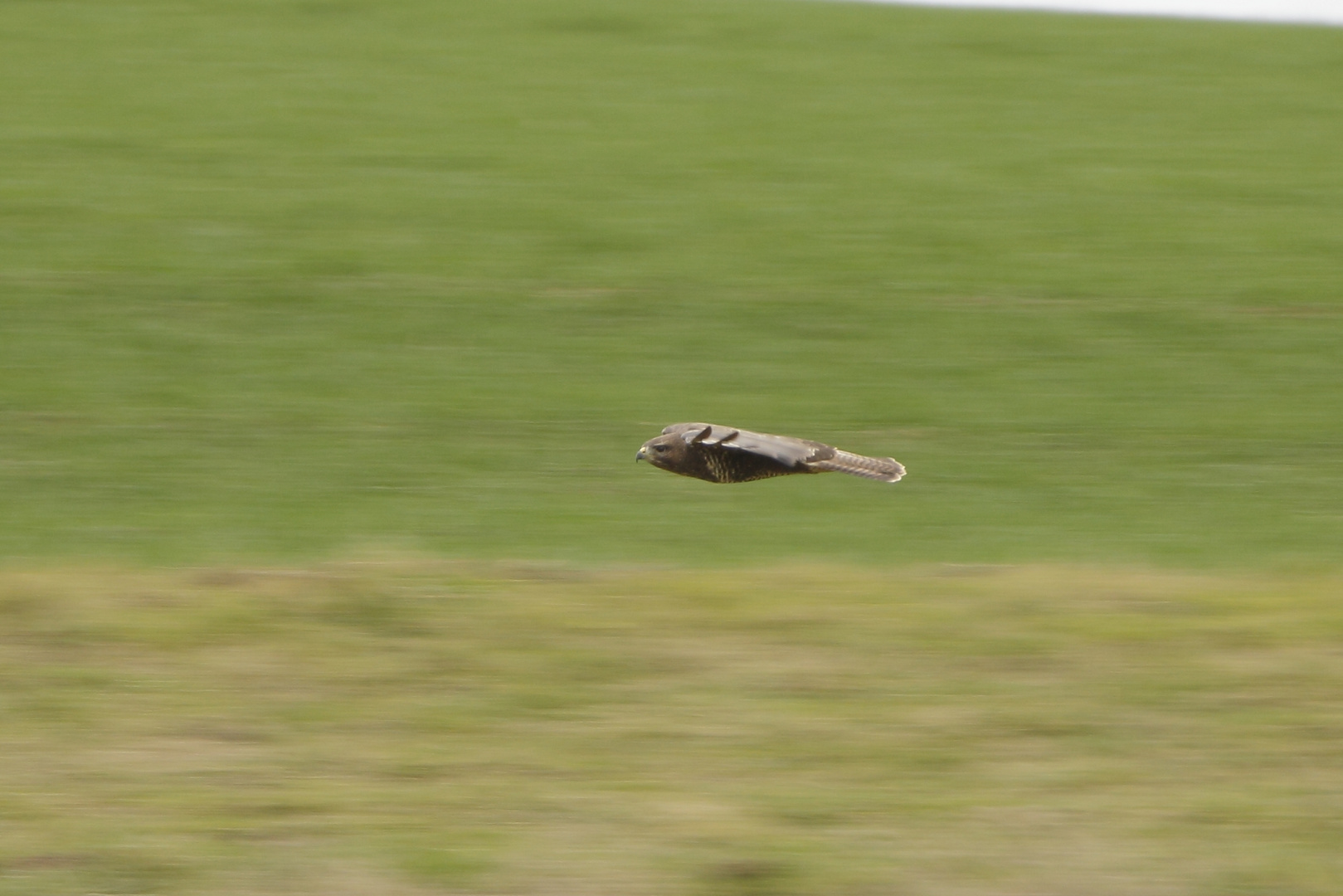 Bussard im Flug