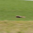 Bussard im Flug