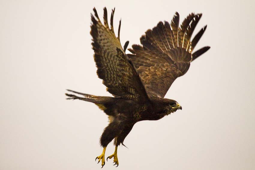 Bussard im Flug