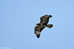 Bussard im Flug 09