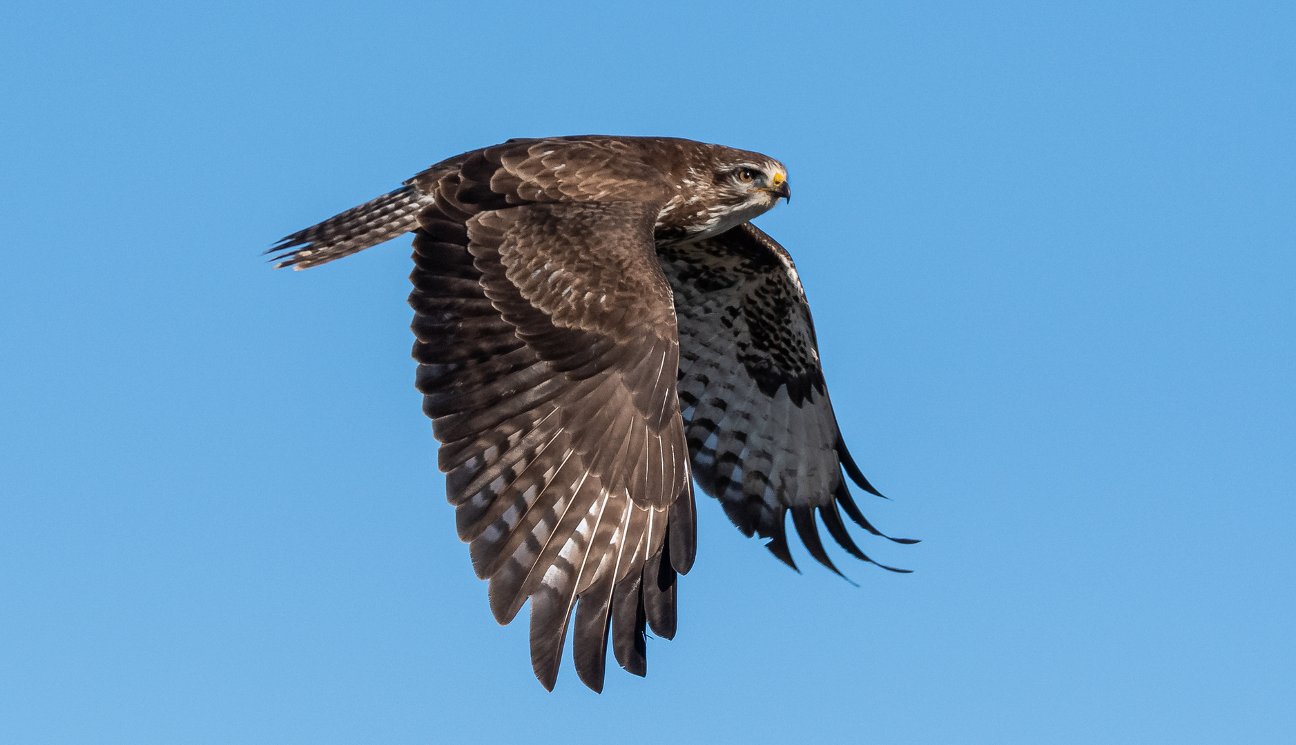 Bussard im Flug