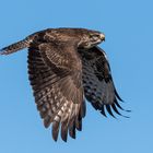 Bussard im Flug