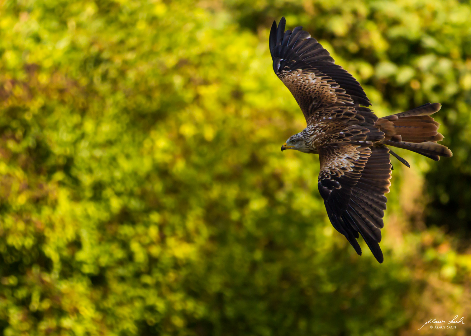 Bussard im Flug