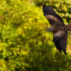 Bussard im Flug