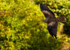 Bussard im Flug