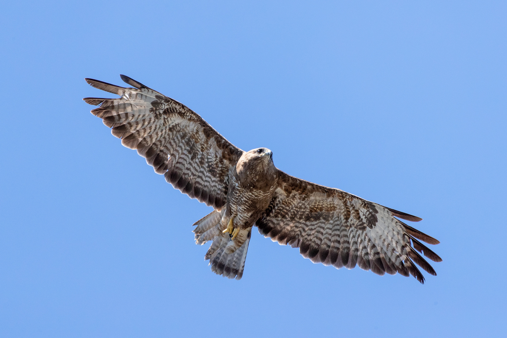 Bussard im Flug