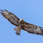 Bussard im Flug