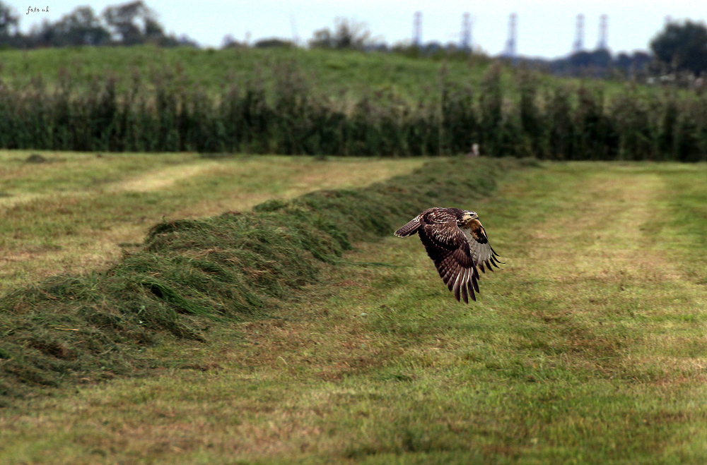 Bussard im Flug