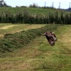 Bussard im Flug